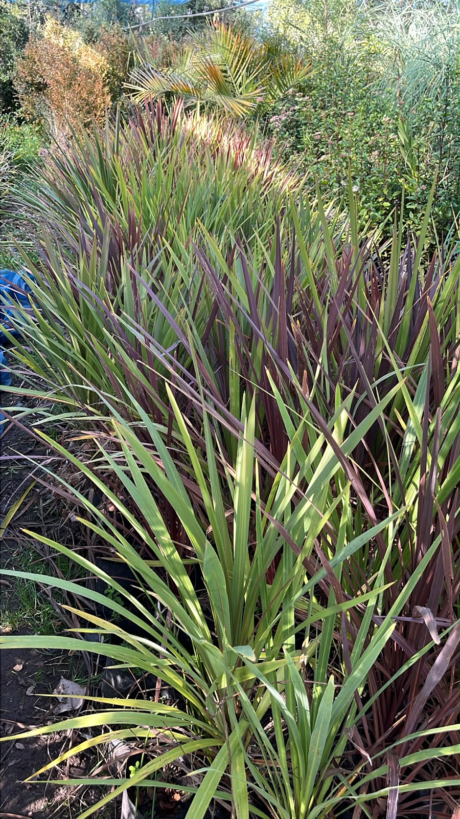 Dracenas